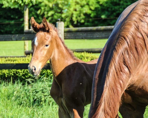 horse DE la Rose K (Westphalian, 2018, from Don Martillo)
