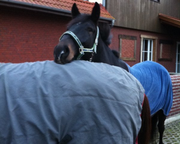 dressage horse Flamenco (Westphalian, 2007, from Freedom)