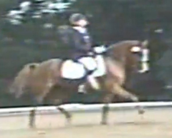 horse Natalie 45 (German Riding Pony, 1994, from Donauwind)