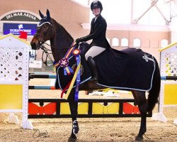 jumper Cadence (Swedish Warmblood, 2001, from VDL Cardento 933)