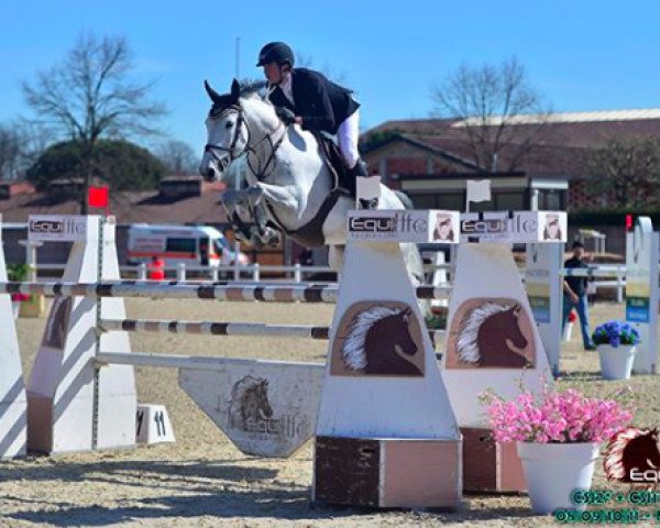 jumper Crescenda Z (Zangersheide riding horse, 2010, from Chippendale Z)
