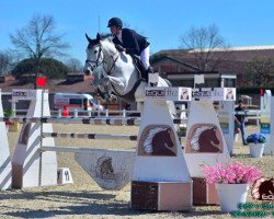 Springpferd Crescenda Z (Zangersheide Reitpferd, 2010, von Chippendale Z)