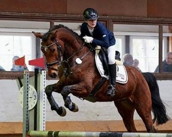 jumper L'Amour 111 (Hanoverian, 2012, from Levisonn 208 FIN)
