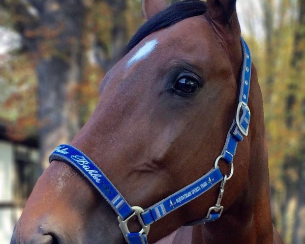 broodmare Alexa 417 (Holsteiner, 2008, from Paramount)