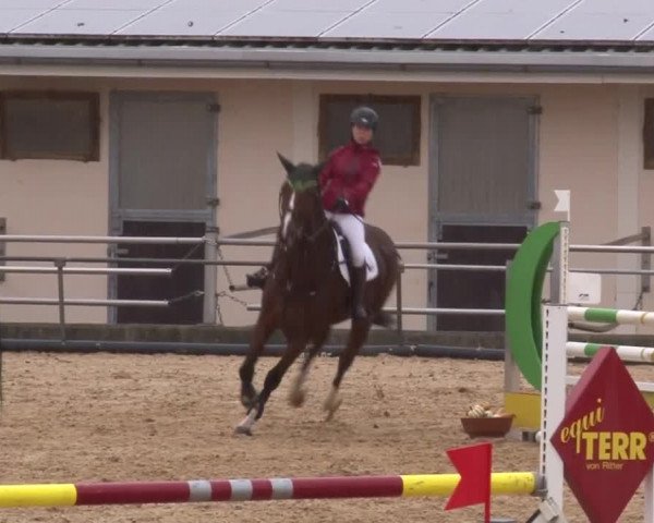Reitturnier Zoltingen 2017