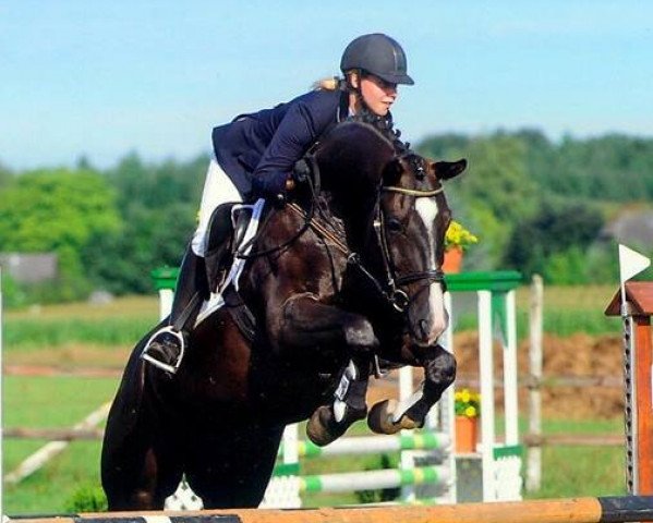 jumper Filliberto (German Warmblood, 2002, from For Expo 2000)