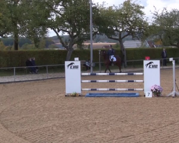Reitturnier Zoltingen 2017