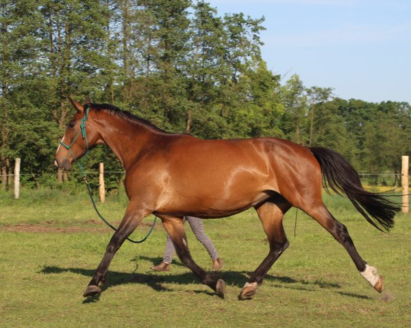 broodmare A Skinny Love (German Sport Horse, 2012, from Aljour II)