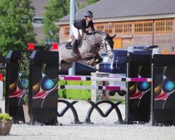 jumper Mithras Westhove (Belgian Warmblood, 2012, from Clinton)