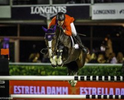 jumper Kahlua (KWPN (Royal Dutch Sporthorse), 2008, from Tygo)