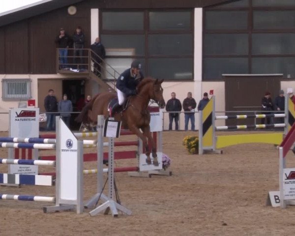 Reitturnier Zoltingen 2017