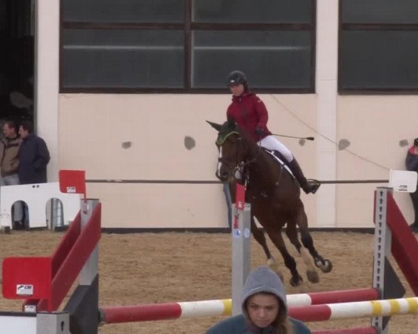 Reitturnier Zoltingen 2017