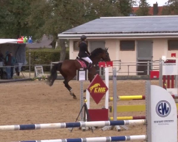 Reitturnier Zoltingen 2017