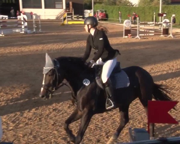 Reitturnier Zoltingen 2017