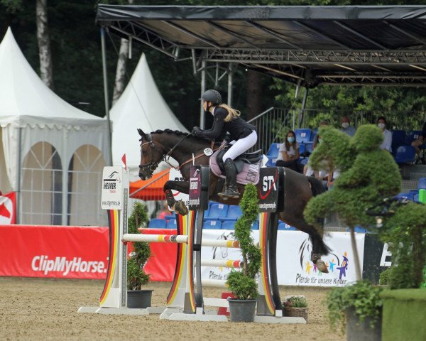 Zuchtstute Melli's Just Vanny (Deutsches Reitpony, 2015, von Van Heinrich)