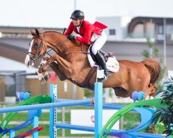 jumper Perigrosso (Hanoverian, 2007, from Perigueux)