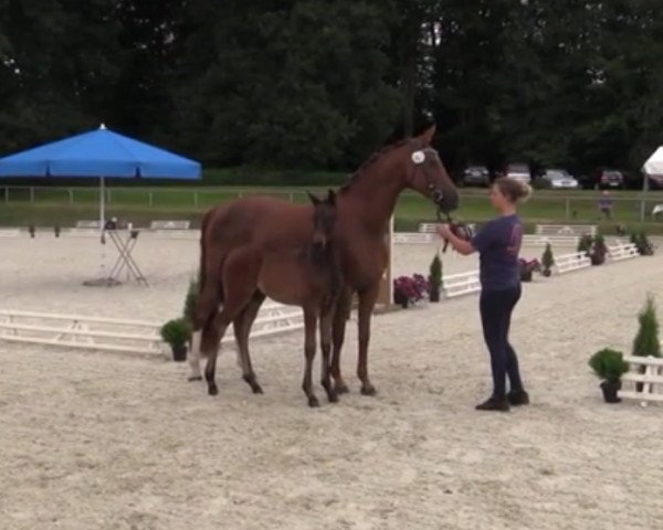 broodmare Bounty (Westphalian, 2009, from Belissimo NRW)