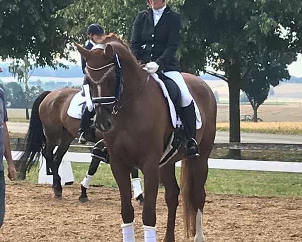 dressage horse Red Rose 30 (Württemberger, 2012, from Casskeni II)