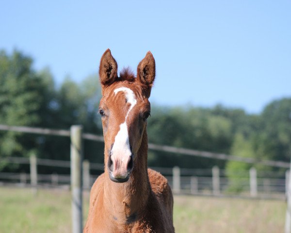 dressage horse Barbossa H (Westphalian, 2018, from Callaho's Benicio)