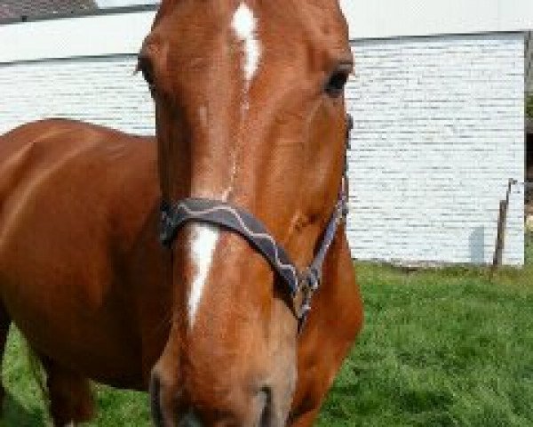 dressage horse Dorina (Hanoverian, 1993, from Dobrock) dressage horse Dorina (Hanoverian, 1993, from Dobrock)