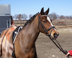 broodmare Benice (Welsh-Pony (Section B), 1997, from Horsegate Minstrel)