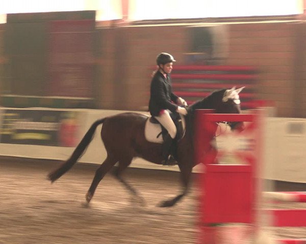 Reitturnier Ovenstädt 2017