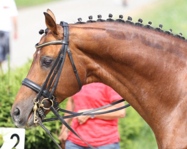 stallion Moosbachhof's Peron (Austrian Warmblood, 2000, from Placido-Sun) stallion Moosbachhof's Peron (Austrian Warmblood, 2000, from Placido-Sun)