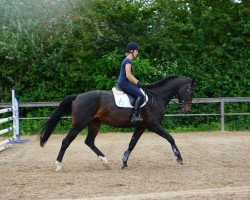 broodmare Amazing Girl 7 (Oldenburg, 2009, from Amazing 18)