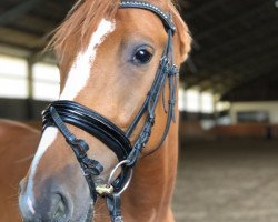 dressage horse Delano Fox (German Riding Pony, 2014, from FS Daddy Cool)