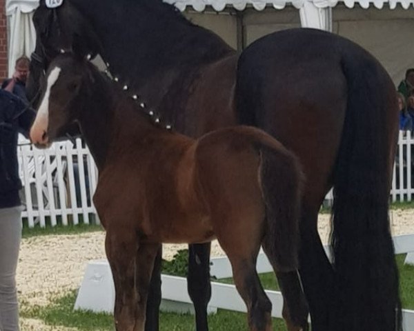 horse Zambia LB (Westphalian, 2018, from Zoom)