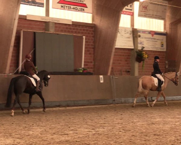 Reitturnier Hüllhorst 2017