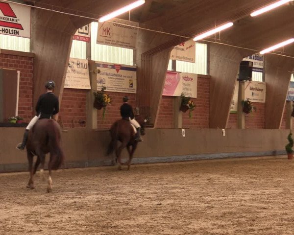 Reitturnier Hüllhorst 2017