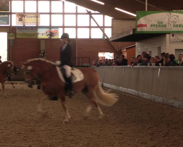 Reitturnier Hüllhorst 2017