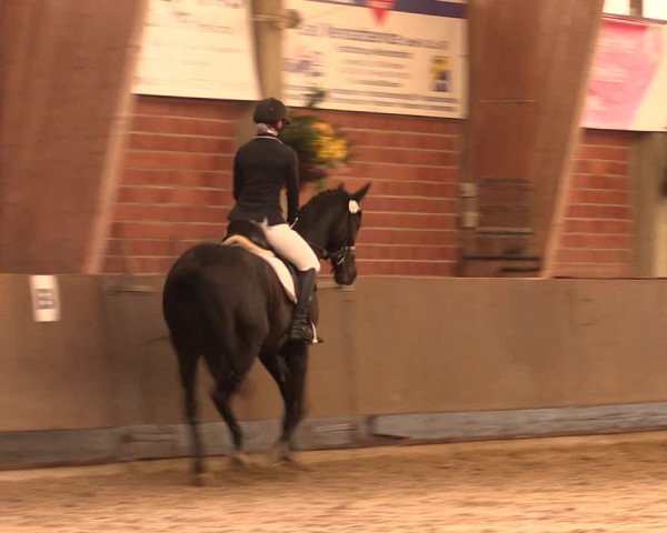 Reitturnier Hüllhorst 2017