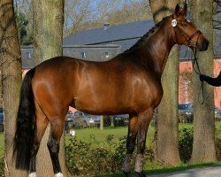 broodmare Fanelle (Rhinelander, 2011, from Farewell I)