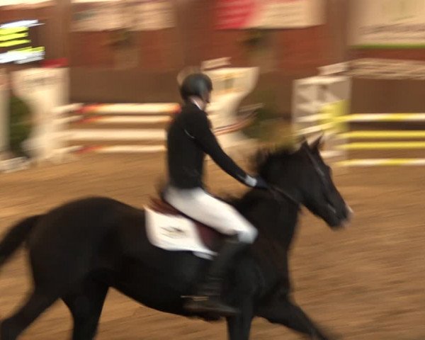 Reitturnier Hüllhorst 2017