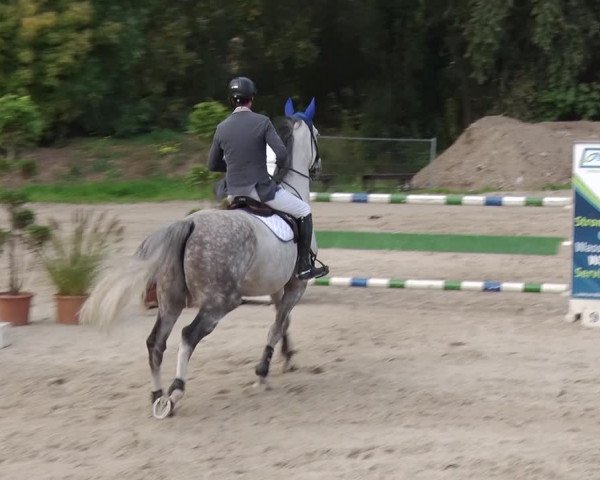 Reitturnier Greppin 2017
