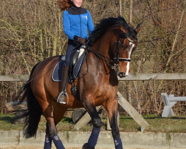dressage horse Lailani 2 (Hanoverian, 2010, from Lonsdale)