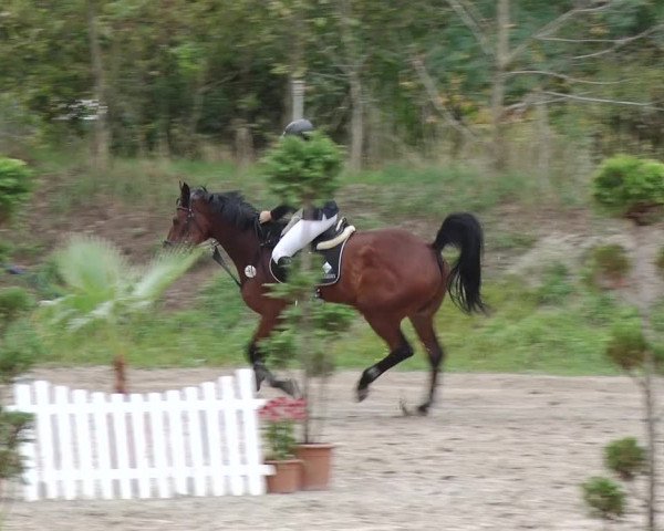Reitturnier Greppin 2017