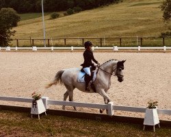 dressage horse Heaven's Lightning (unknown, 2007)