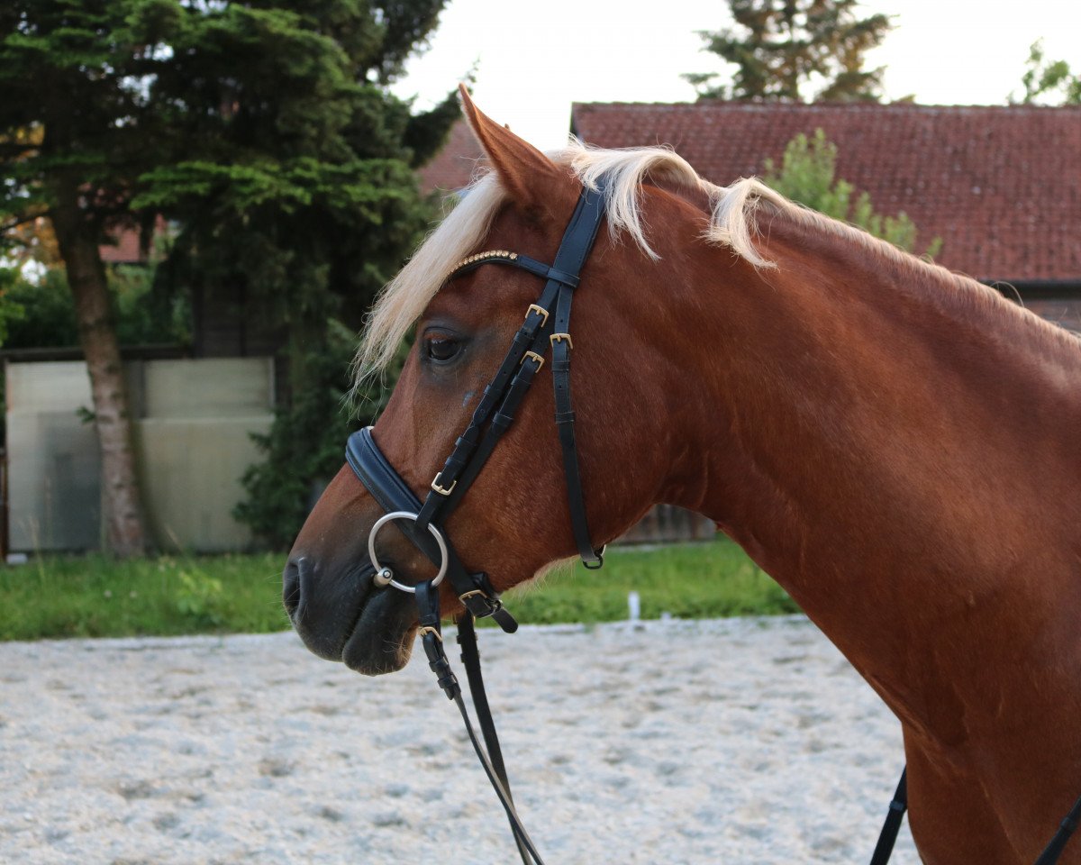 horse Failshofer Daiquiri (German Riding Pony, 2013, from Del Estero NRW)