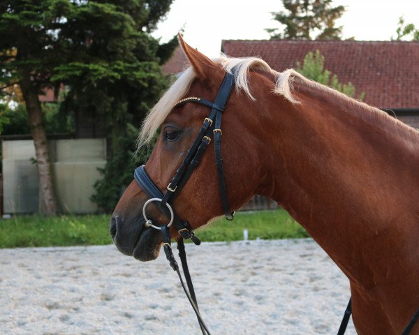 horse Failshofer Daiquiri (German Riding Pony, 2013, from Del Estero NRW)