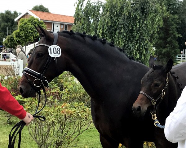 Zuchtstute Dancing Queen (Deutsches Reitpony, 2008, von Dance Star AT NRW)