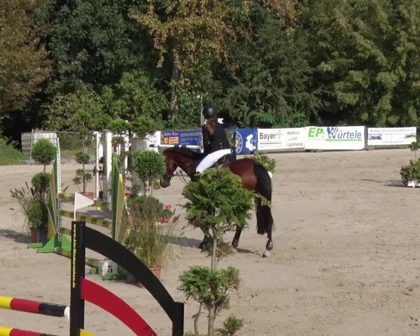 Reitturnier Greppin 2017