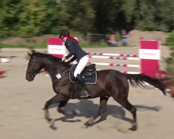 Reitturnier Greppin 2017