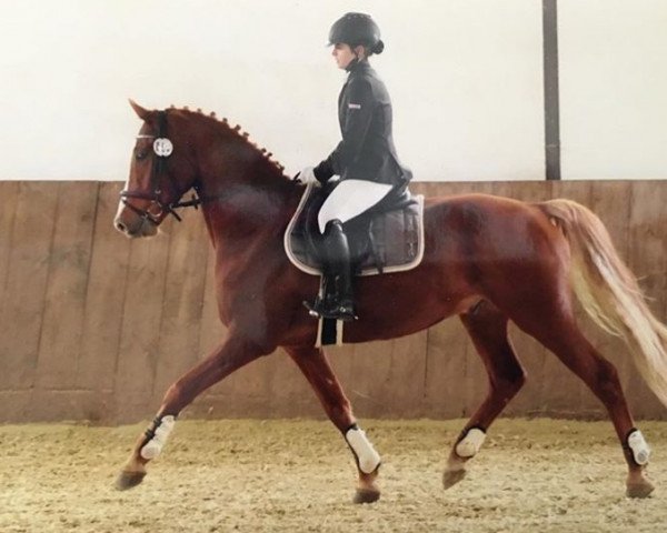 jumper Deejay 11 (German Riding Pony, 2010, from FS Daddy Cool)