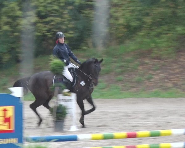 Reitturnier Greppin 2017