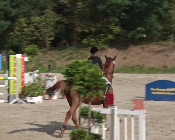 Reitturnier Greppin 2017