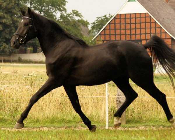 horse Luciano 275 (Westphalian, 2008, from Lugato)