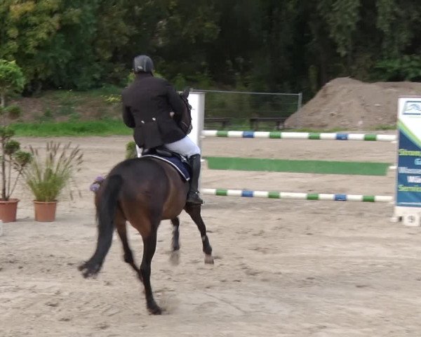 Reitturnier Greppin 2017